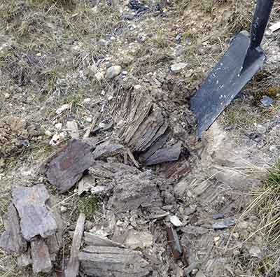 Miocene wood in situ