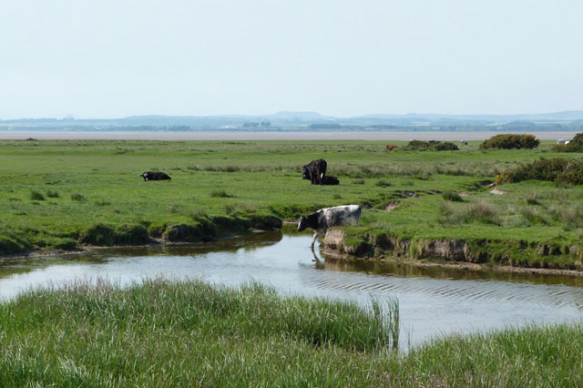 Cattle grazing saltmarshes, Solway Firth, Cumbria, 2021. The fen-edge may have resembled this view in prehistory. Credit: David Osborne