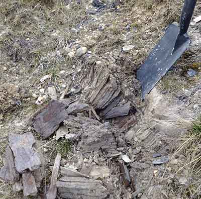 Miocene wood in situ Miocene wood in situ