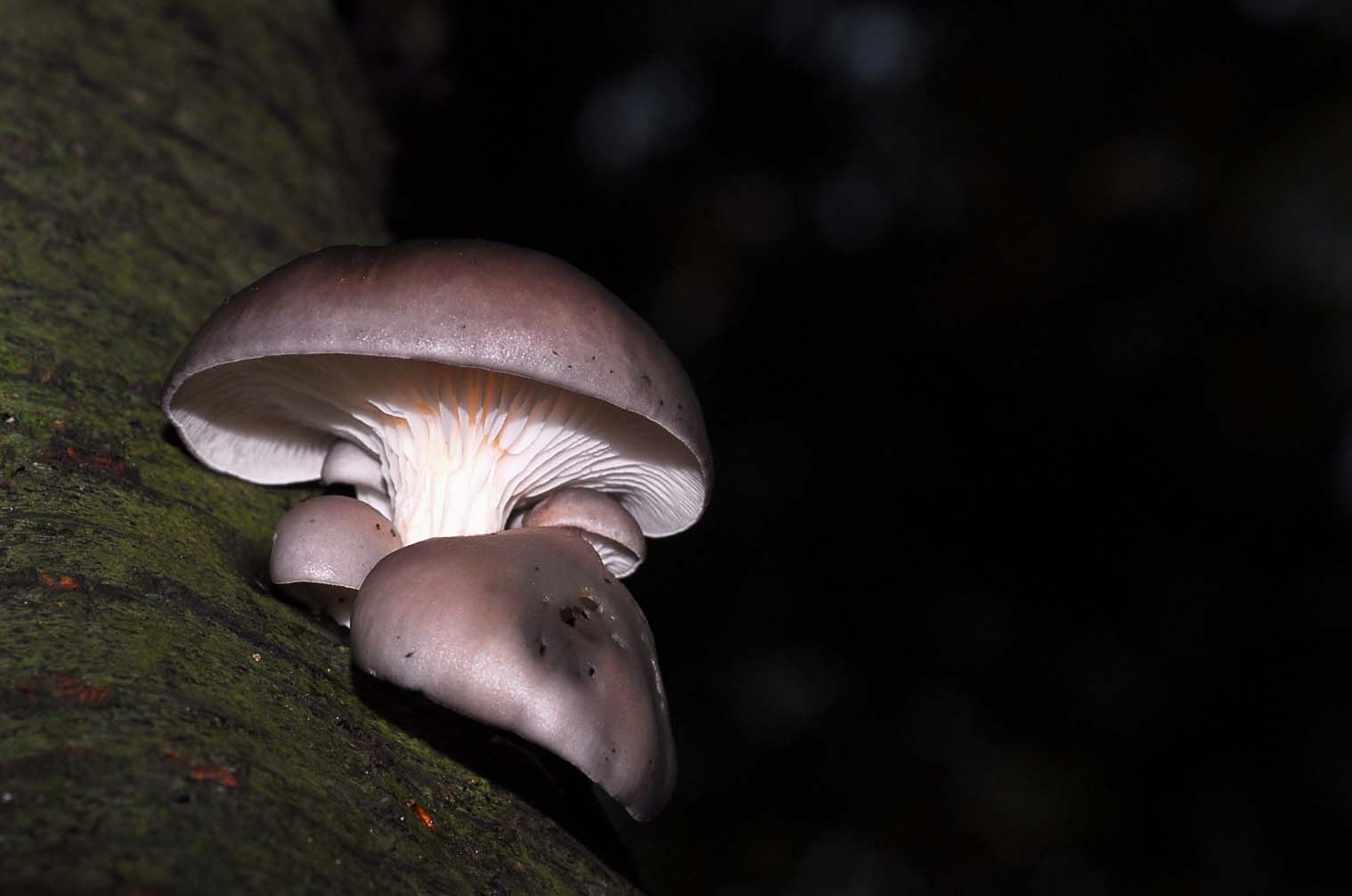 Oyster mushroom