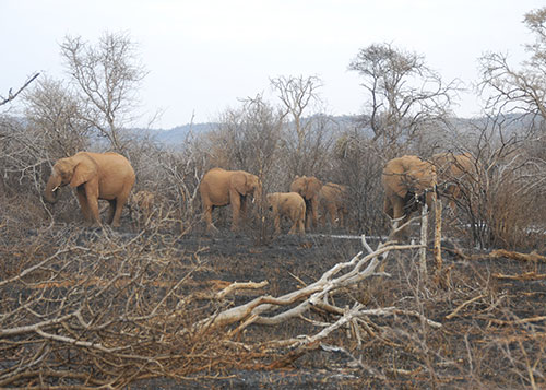 African elephants