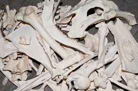 Fallow bones