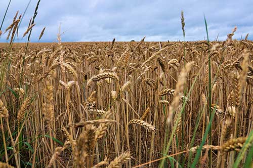 Wheat field